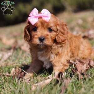 Sydney, Cavapoo Puppy